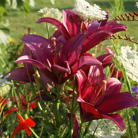 Landpension Freiimfelde ゲストハウス ルッカウ