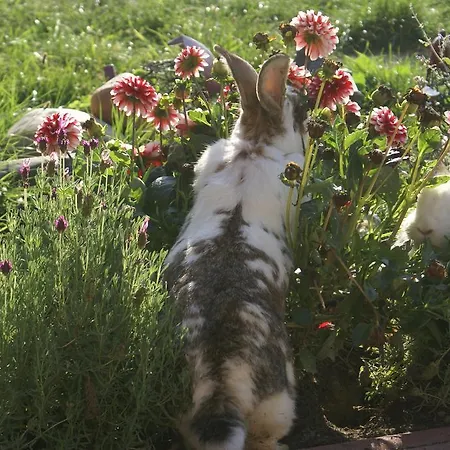ゲストハウス Landpension Freiimfelde ルッカウ
