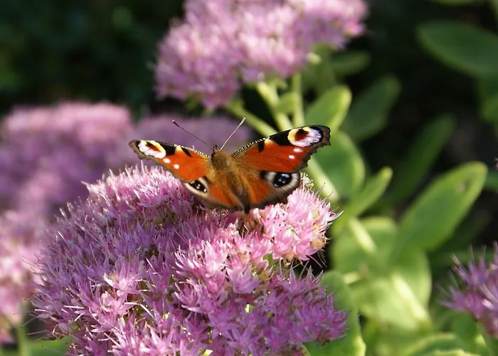 Pensionat Landpension Freiimfelde *