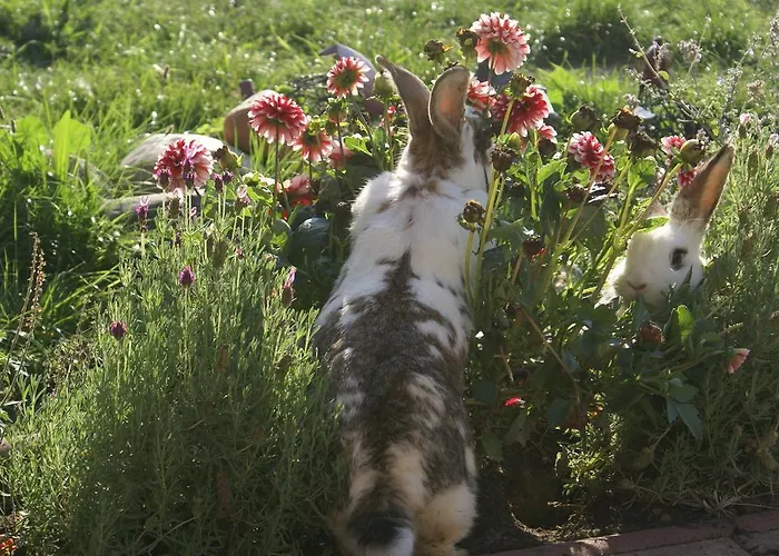 Pensionat Landpension Freiimfelde Luckau